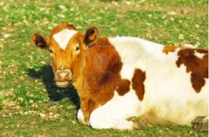 Cow with cud