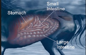 Horse stomach